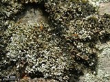 Cladonia pyxidata image