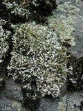 Cladonia subcariosa image