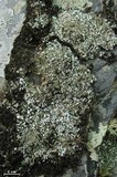 Cladonia subcariosa image