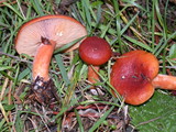Lactarius substriatus image