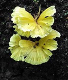 Cotylidia aurantiaca image