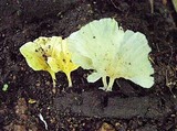 Cotylidia aurantiaca image