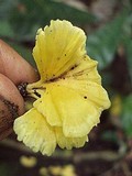 Cotylidia aurantiaca image