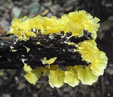Cotylidia aurantiaca image