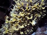 Cotylidia aurantiaca image