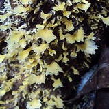Cotylidia aurantiaca image