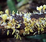 Cotylidia aurantiaca image