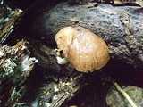 Pluteus longistriatus image