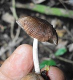 Pluteus longistriatus image