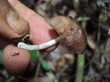 Pluteus longistriatus image