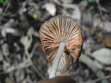 Pluteus longistriatus image