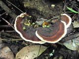 Earliella scabrosa image