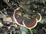 Earliella scabrosa image