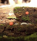 Lycogala epidendrum image