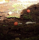 Lycogala epidendrum image