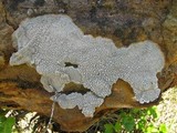 Diploschistes scruposus image