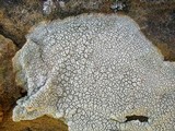 Diploschistes scruposus image