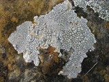 Diploschistes scruposus image