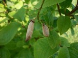 Taphrina padi image