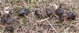 Entoloma vernum image