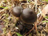 Entoloma vernum image