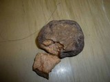 Terfezia arenaria image