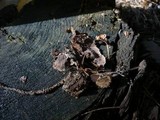 Thelephora terrestris image