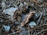 Thelephora terrestris image