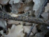 Thyronectria lamyi image