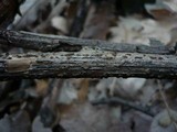 Thyronectria lamyi image