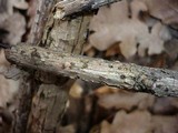 Thyronectria lamyi image