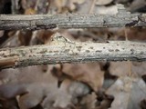 Thyronectria lamyi image
