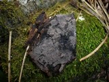 Tomentella neobourdotii image