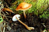 Rhodocollybia butyracea image
