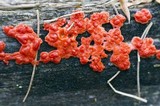 Hormomyces aurantiacus image