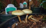 Gymnopilus aeruginosus image