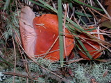 Lactarius substriatus image