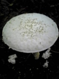 Amanita virgineoides image