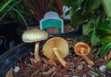 Gymnopilus aeruginosus image
