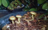 Gymnopilus aeruginosus image