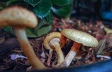 Gymnopilus aeruginosus image