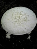 Amanita virgineoides image