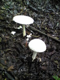 Amanita virgineoides image