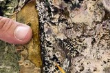 Inonotus obliquus image