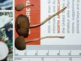 Parasola plicatilis image