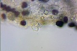 Parasola plicatilis image