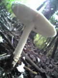 Amanita virgineoides image
