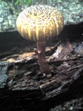 Boletellus emodensis image