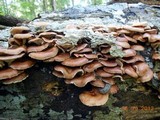 Lentinula edodes image