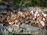 Lentinula edodes image